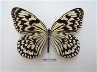 藏品(大白斑蝶(綠島亞種))的圖片